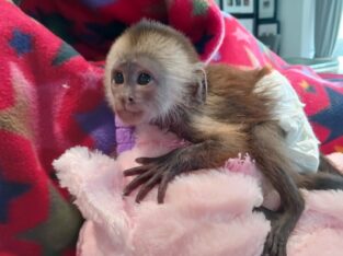 Baby Capuchin Monkeys For sale