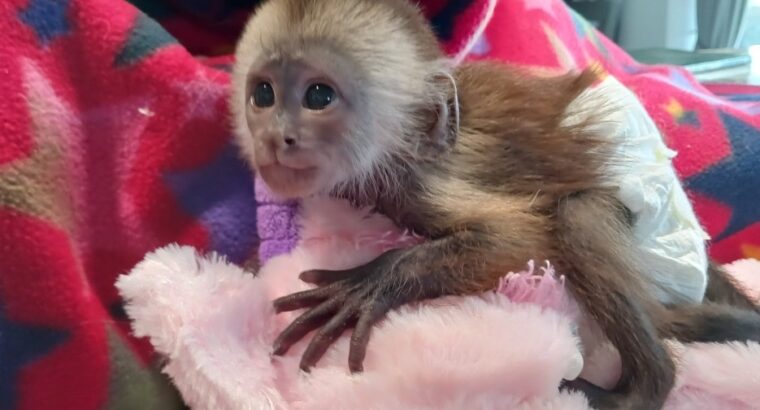 Baby Capuchin Monkeys For sale