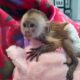 Baby Capuchin Monkeys For sale