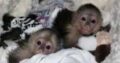 Baby Capuchin Monkeys For sale
