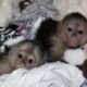 Baby Capuchin Monkeys For sale