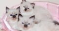 Adorable Ragdoll Kittens male and female