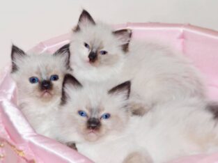 Adorable Ragdoll Kittens male and female
