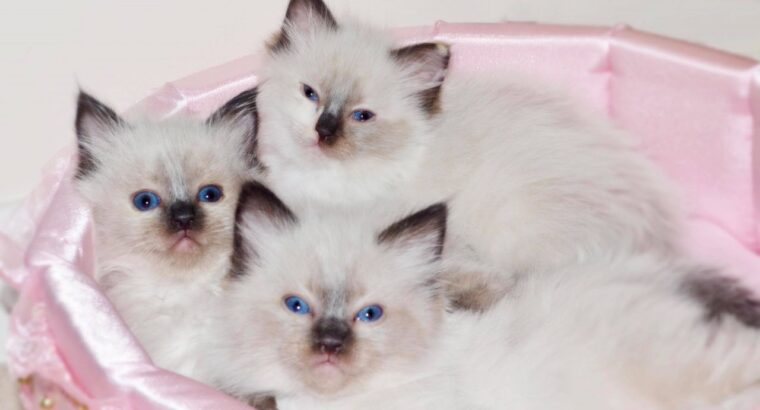 Adorable Ragdoll Kittens male and female