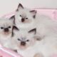 Adorable Ragdoll Kittens male and female