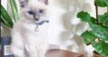 Adorables gatitos Ragdoll, macho y hembra.