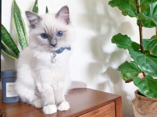 Adorables gatitos Ragdoll, macho y hembra.