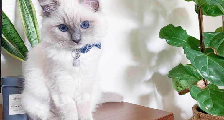 Adorables gatitos Ragdoll, macho y hembra.