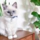 Adorables gatitos Ragdoll, macho y hembra.